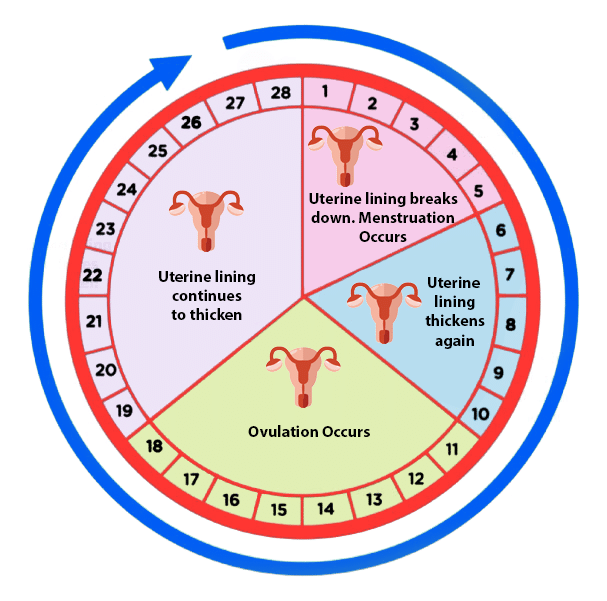 Ovulation Days Calculator Calendar 2024 Calendar 2024 Ireland Printable