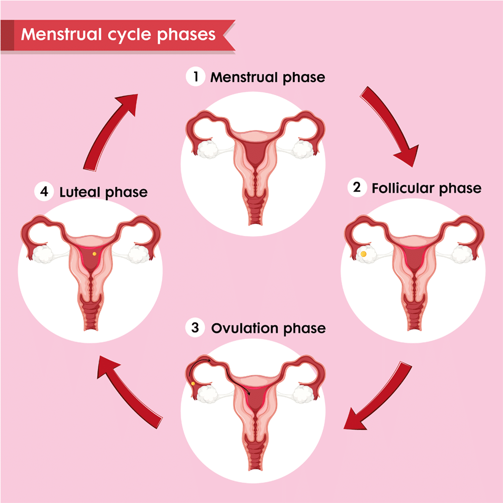 Menstrual cycle phase