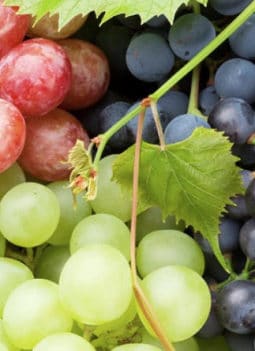 💖 Top 11 Amazing Health Benefits Of Eating Grapes