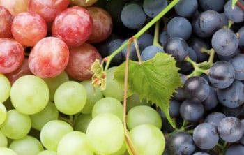 💖 Top 11 Amazing Health Benefits Of Eating Grapes