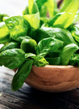 💖 Basil: Types, Nutrition, Health Benefits, Medicinal Uses and Side Effects