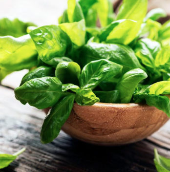 Basil: Types, Nutrition, Health Benefits, Medicinal Uses and Side Effects