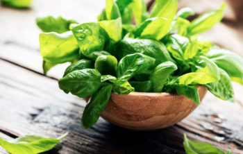 💖 Basil: Types, Nutrition, Health Benefits, Medicinal Uses and Side Effects