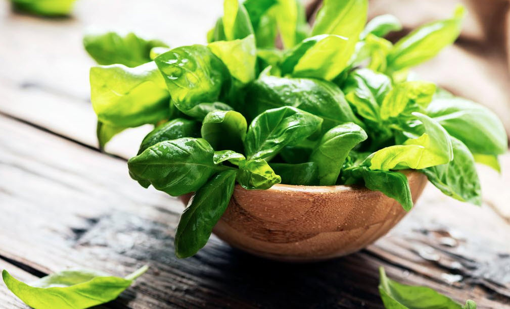 Basil: Types, Nutrition, Health Benefits, Medicinal Uses and Side Effects
