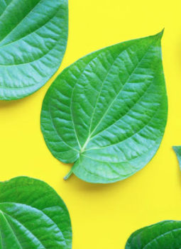 💖 Betel Leaves: 20 Medicinal Health Benefits, Uses And Side Effects