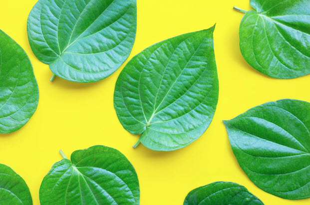 Betel Leaves: 20 Medicinal Health Benefits, Uses And Side Effects