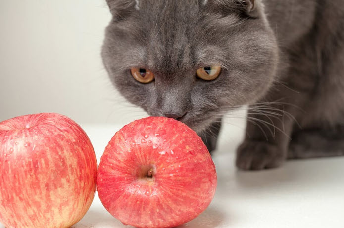 Can cats eat apple fruit?