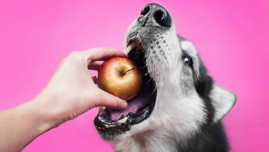Can dogs eat apple fruit