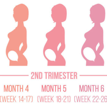 💖 Second Trimester Of Pregnancy: Symptoms And What To Expect