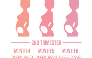 💖 Second Trimester Of Pregnancy: Symptoms And What To Expect