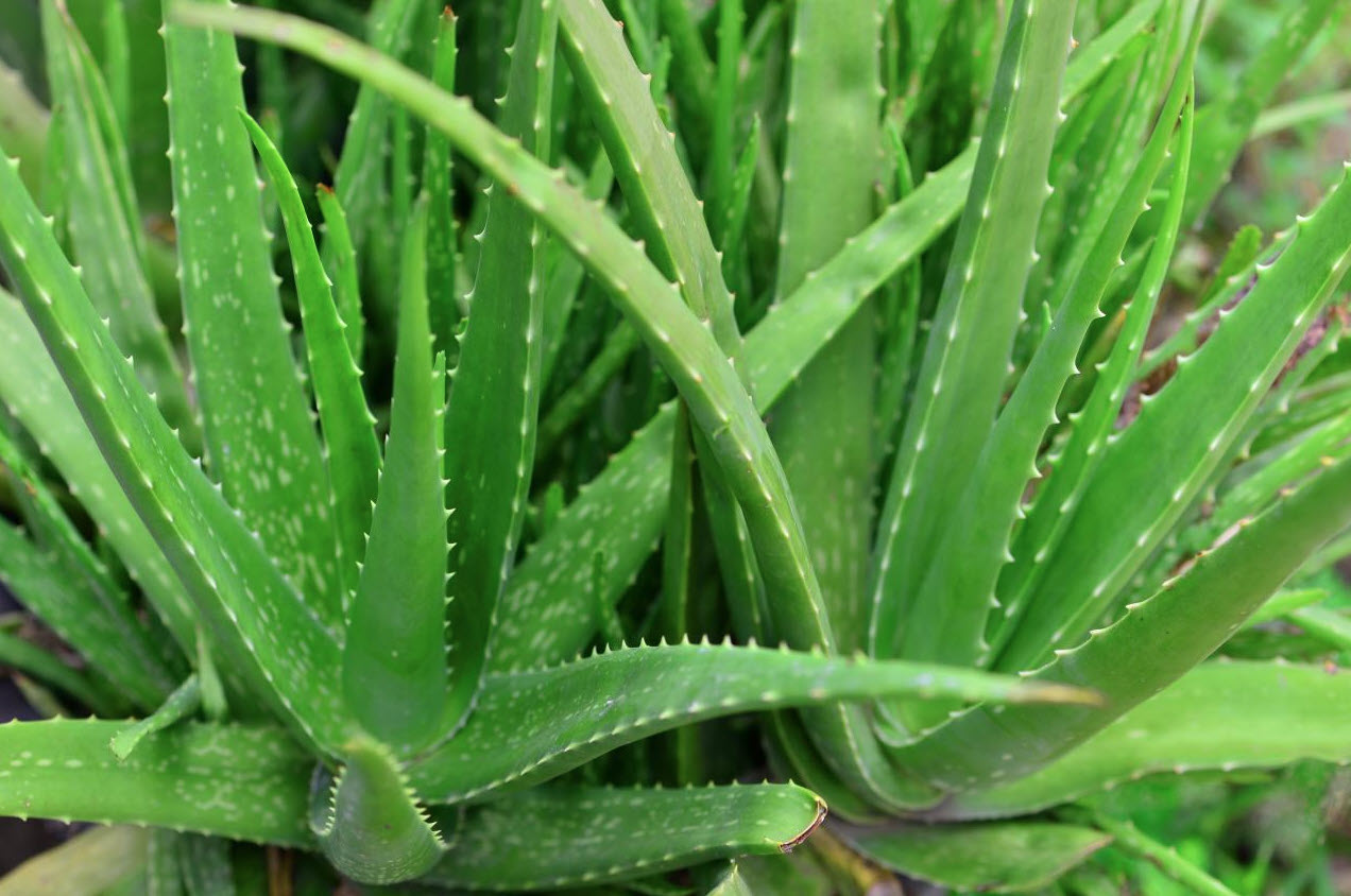 What is aloe vera plant good for