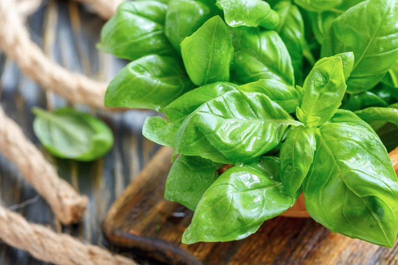 What is basil good for