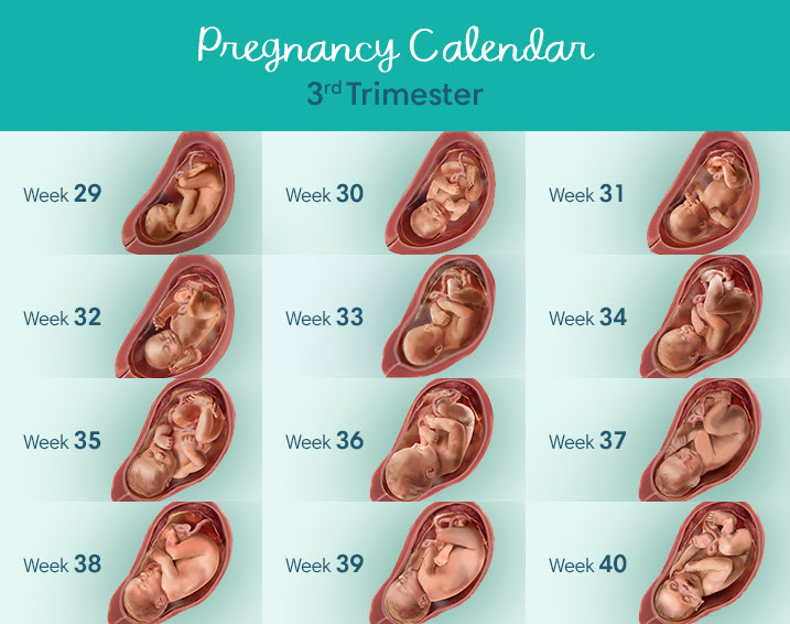 What to do in third trimester