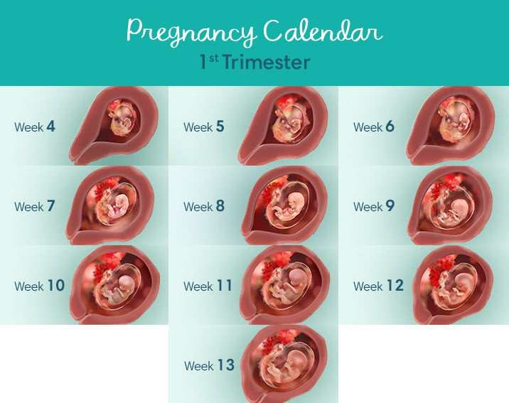 What to expect in the first trimester