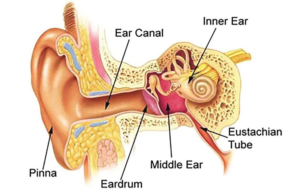 Where is the middle ear