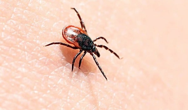 Which children are at risk for Lyme disease