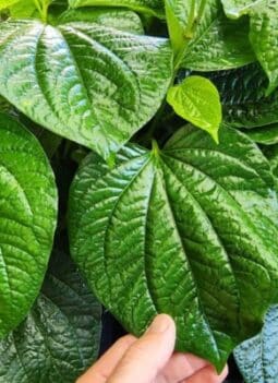 Betel Leaves Growing: A Complete Guide to Cultivation and Benefits