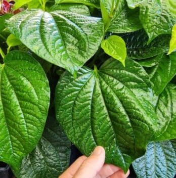 Betel Leaves Growing: A Complete Guide to Cultivation and Benefits