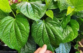 Betel Leaves Growing: A Complete Guide to Cultivation and Benefits