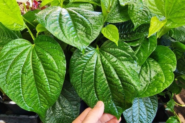 Betel Leaves Growing