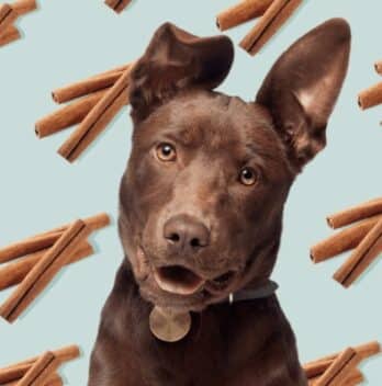 Can Dogs Eat Cinnamon Applesauce? A Guide to Safety and Moderation