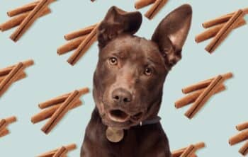 Can Dogs Eat Cinnamon Applesauce? A Guide to Safety and Moderation