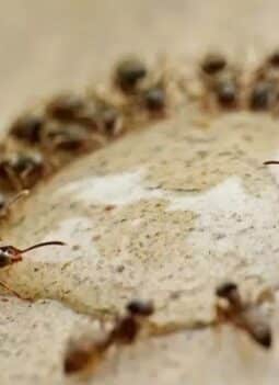 Do Ants Like Cinnamon? Exploring Nature’s Natural Ant Repellent