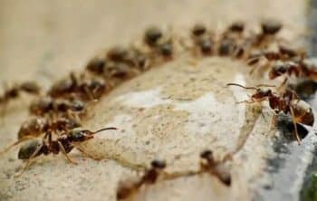 Do Ants Like Cinnamon? Exploring Nature’s Natural Ant Repellent