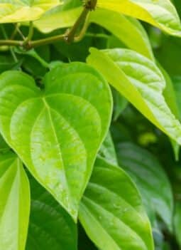 Top 10 Medicinal Benefits of Betel Leaves