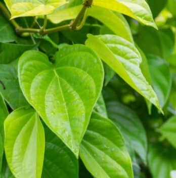 Top 10 Medicinal Benefits of Betel Leaves