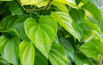 Top 10 Medicinal Benefits of Betel Leaves